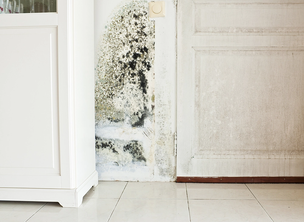 mould on wall in kitchen behind cabinet